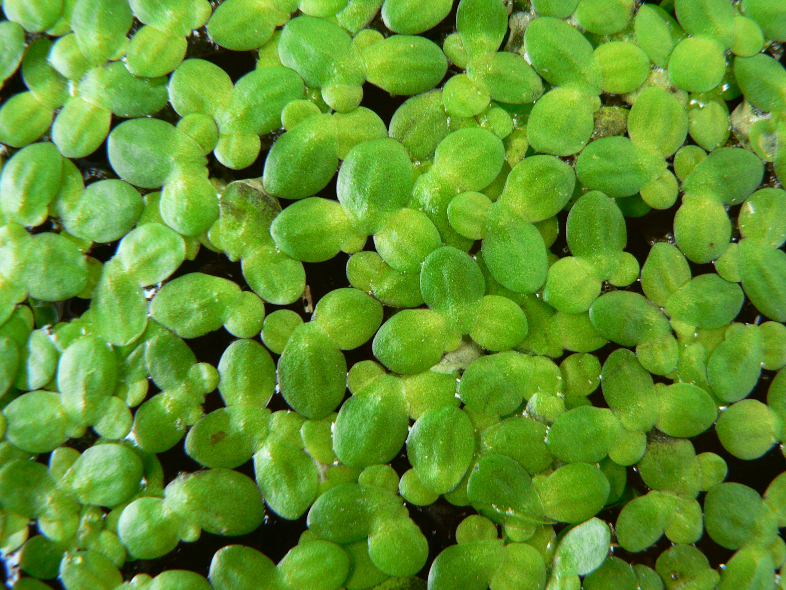 Duckweed Applied Aquatic Management