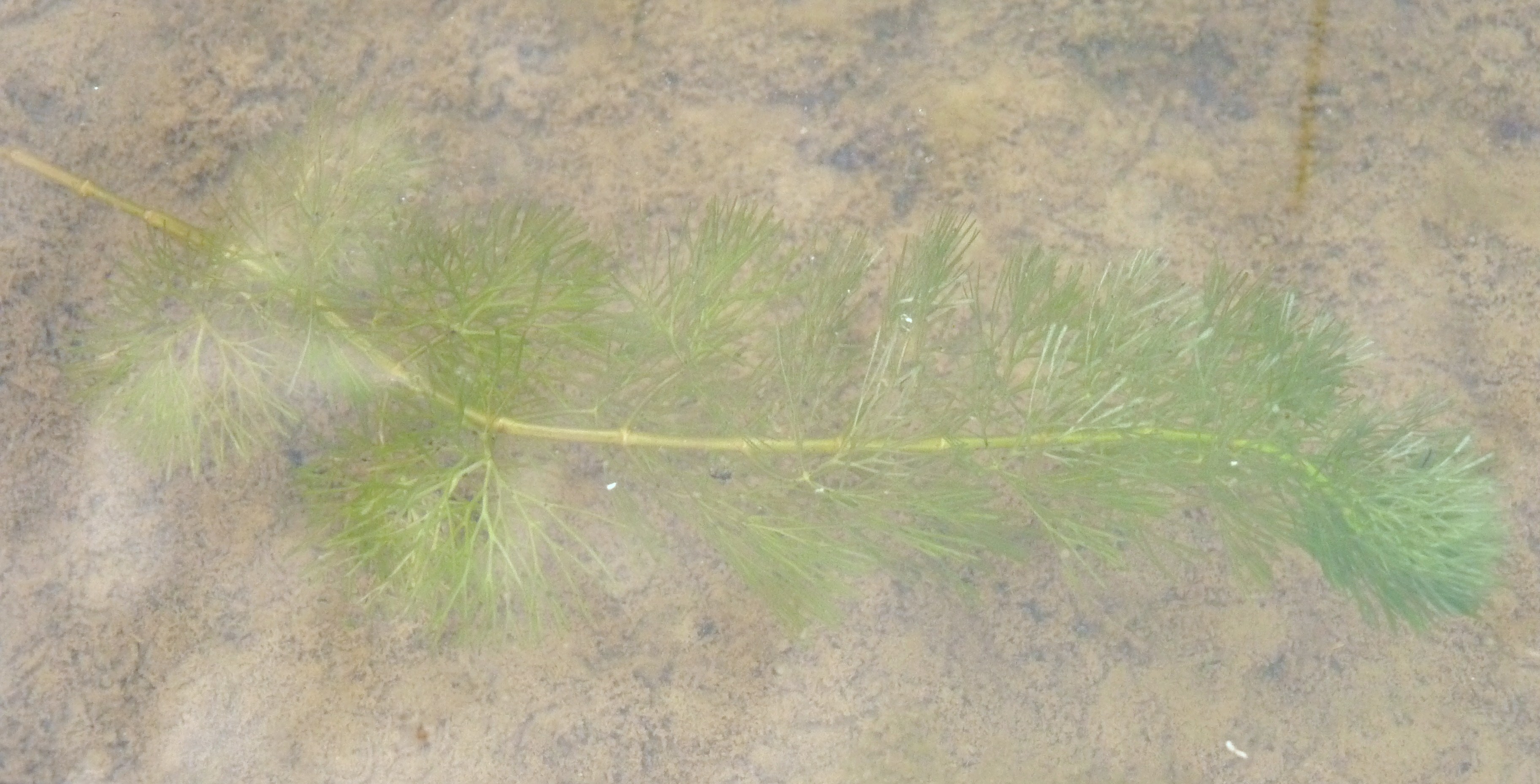 Cabomba caroliniana leaves