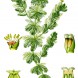 Cleaned-Illustration_Myriophyllum_spicatum