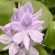 common water hyacinth