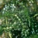 Hydrilla_USGS