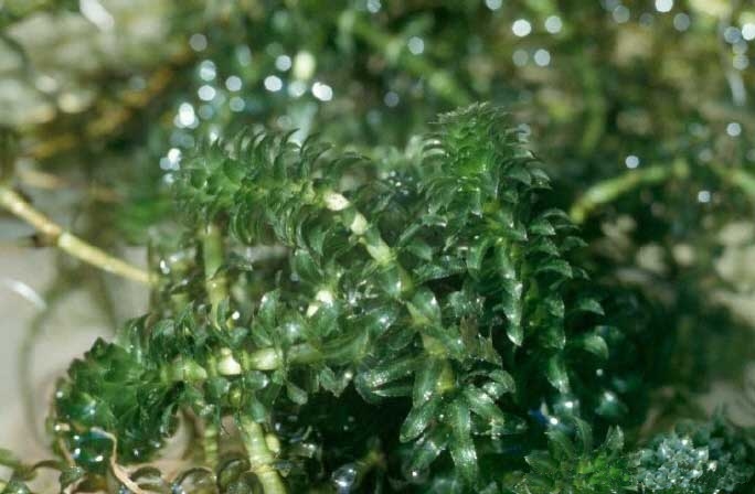 Hydrilla_USGS