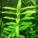 Hygrophila_polysperma