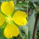 Ludwigia Flower Fruit