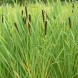 Typha latifolia (cattails)