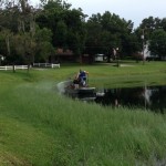 Torpedo grass/alligator weed treatment