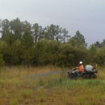 Cogon grass treatment.