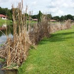 Canyon Lake: Residential cattail infestation prior to treatment