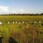 Wetland hand crew making a sweep for exotic vegetation
