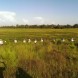 Wetland hand crew making a sweep for exotic vegetation