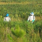 Wetland maintenance the AAM way