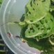 Air potato bugs munching leaves