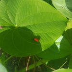 Air potato bug on leaf