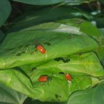 Air Potato Bugs eating leaves