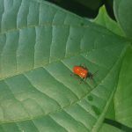 Air Potato Bug