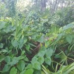 Vine overgrowth