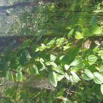 Air Potato Vine