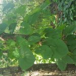 Invasive species removal using Air Potato Bug