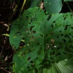 Air Potato Bug chews through leaves