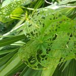 Leaves eaten by pests