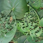 AAM Releases Air Potato Bug