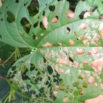 AAM Releases Air Potato Bug
