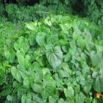 Dense mat of Dioscorea bulbifera