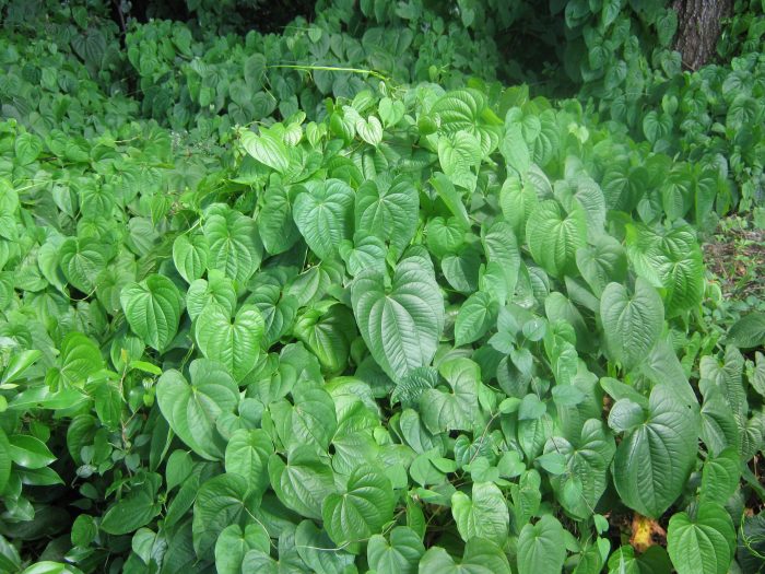 Dense mat of Dioscorea bulbifera (Air potato)