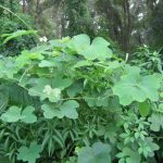 Kudzu/Air Potato choking out Native Elderberry
